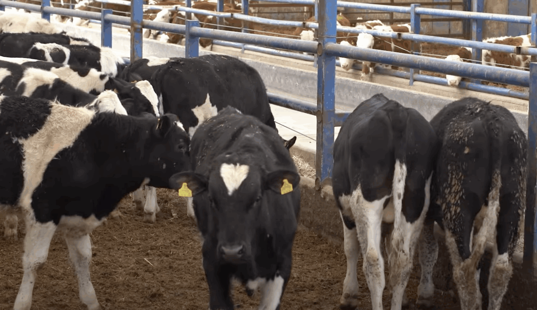 Bloqueo de Estados Unidos al ganado mexicano genera pérdidas millonarias